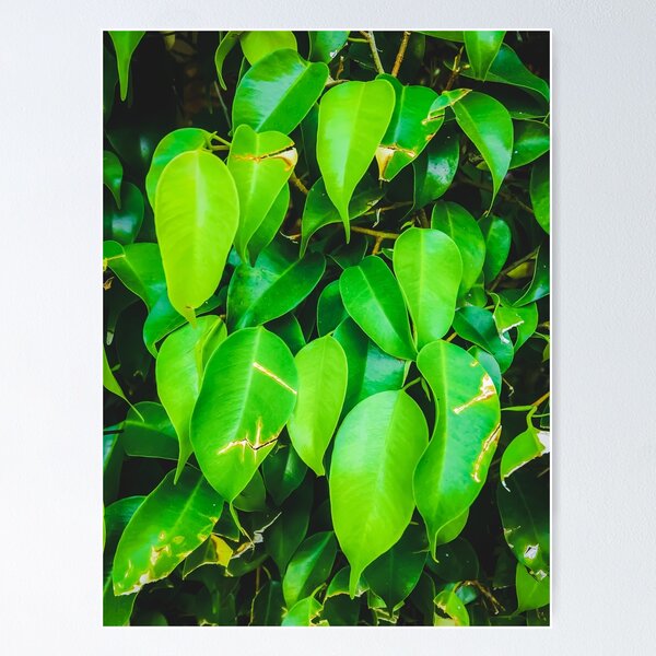 Item preview, closeup green leaves background designed and sold by Mrvell.