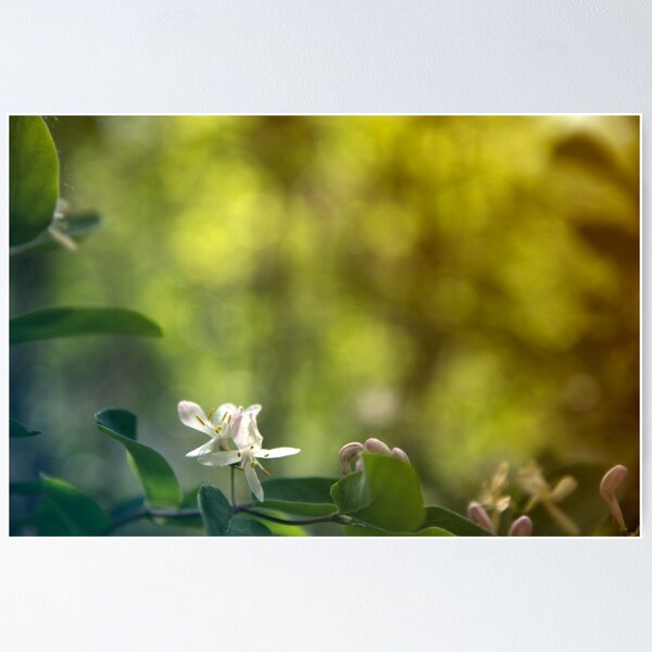 Item preview, White Flower designed and sold by Kendra Kantor.