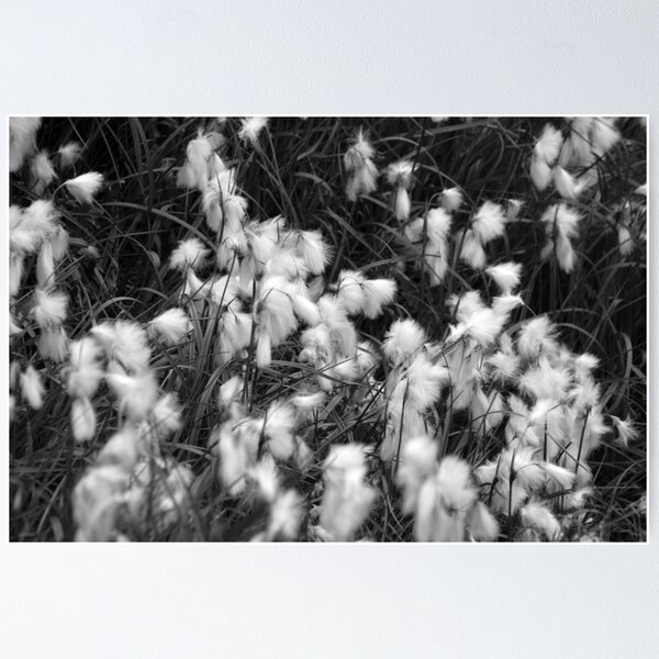 Item preview, Blooming White Cottongrass Alpine Flowers designed and sold by Anna Lemos.