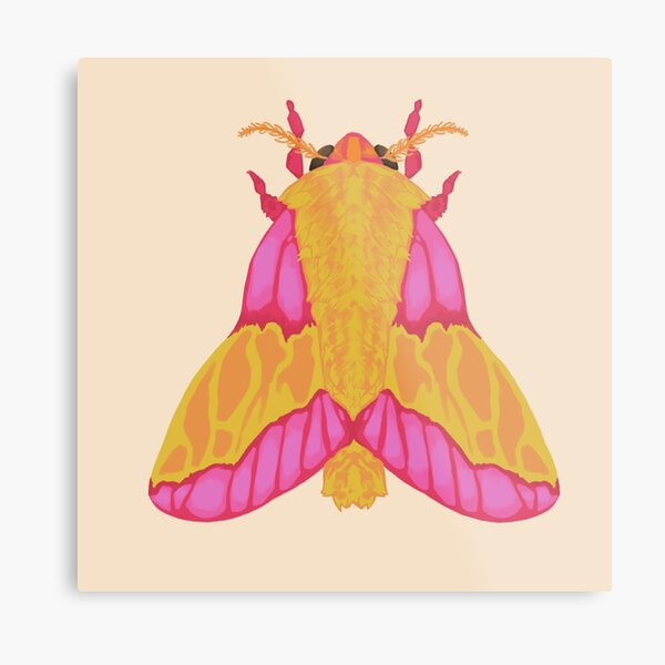 Rosy Maple Moth Art Print by Jada Fitch