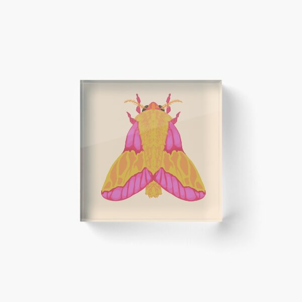 Item preview, rosy maple moth designed and sold by dkoats_.