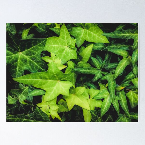 Item preview, green ivy leaves garden background designed and sold by Mrvell.