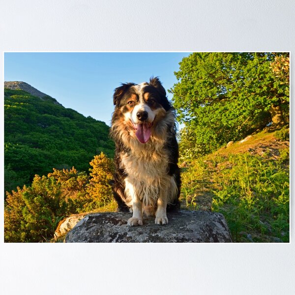 Item preview, Paws for thought. designed and sold by Michael Haslam.