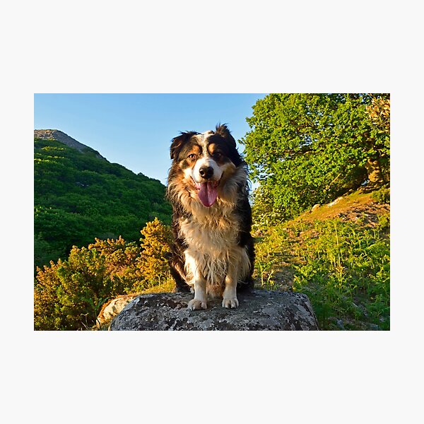 Item preview, Paws for thought. designed and sold by Michael Haslam.