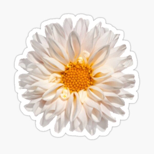 Item preview, White Dahlia Flower designed and sold by KarolinaPaz.