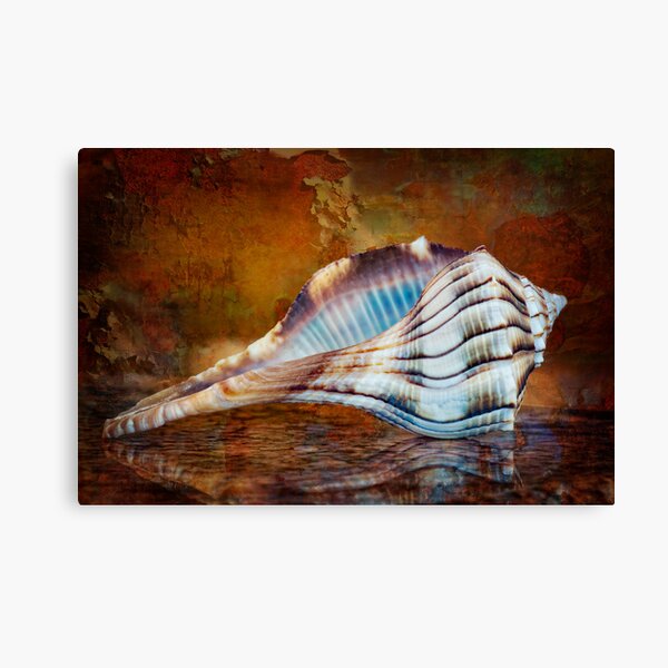 Lightning Whelk Seashell Canvas Print