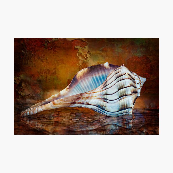 Item preview, Lightning Whelk Seashell designed and sold by Bonnie T.  Barry.