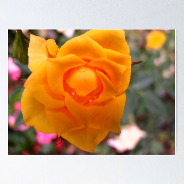 Item preview, Little yolk rose designed and sold by MarianBendeth.
