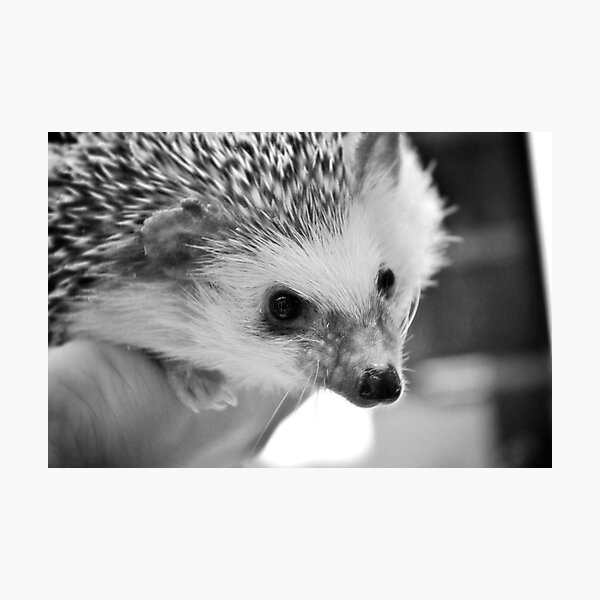 Item preview, Hedgehog Love designed and sold by miriielizabeth.