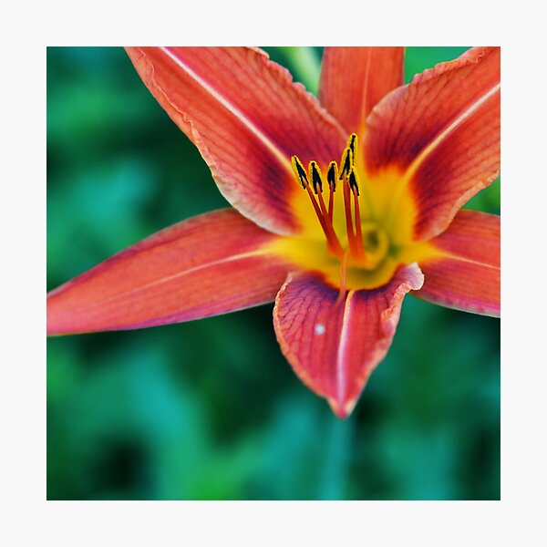 Item preview, Orange Day Lily Perennial Flower designed and sold by Dawn Mercer.