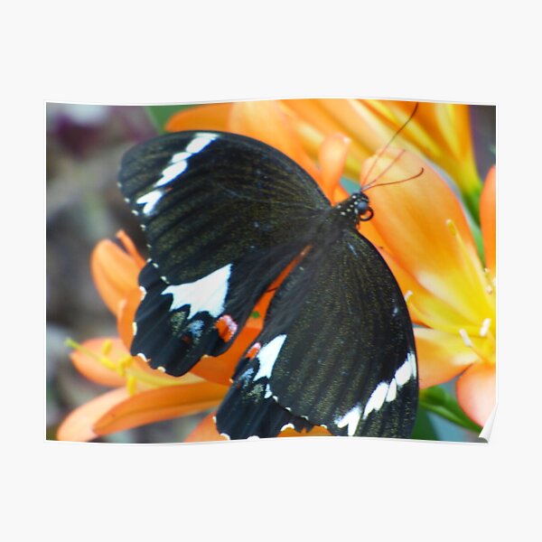 Butterfly on Clivea Flower Poster