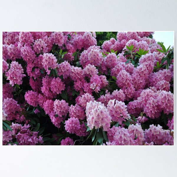 Item preview, Beautiful pink rhododendrons designed and sold by perlphoto.