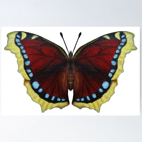 Item preview, Hand Drawn Illustration of a British Butterfly known as Camberwell Beauty or Mourning Cloak Butterflies designed and sold by PrintAngels.