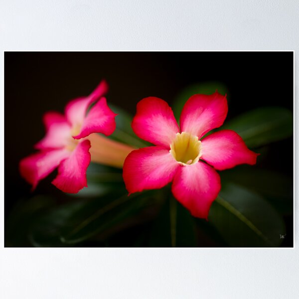 Item preview, Desert Rose designed and sold by Dean Mullin.