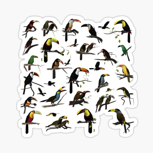 Toucans of the Americas Sticker