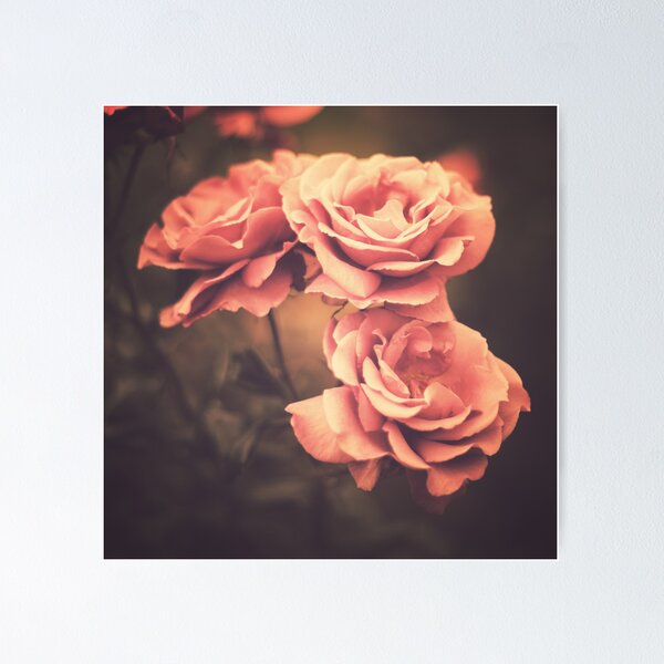 Item preview, Tres rosas rosadas (fotografía floral vintage) designed and sold by Caroline Mint.