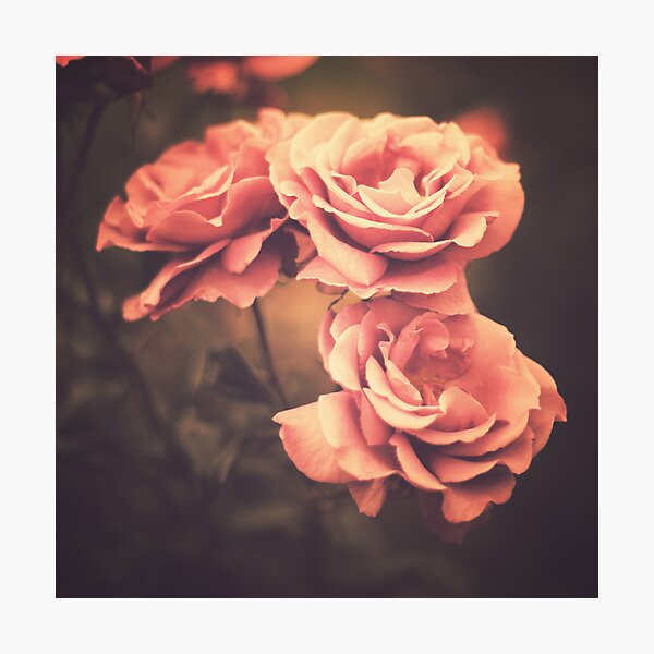 Item preview, Three Pink Roses (Vintage Flower Photography) designed and sold by Caroline Mint.