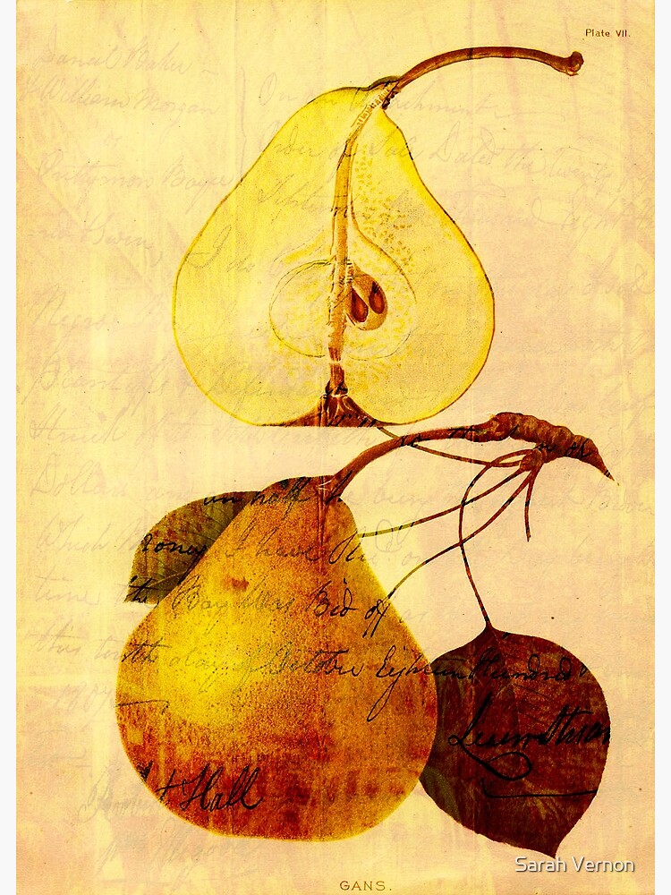 Copper Pear by tillymagoo