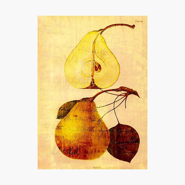Item preview, Copper Pear designed and sold by Sarah Vernon.