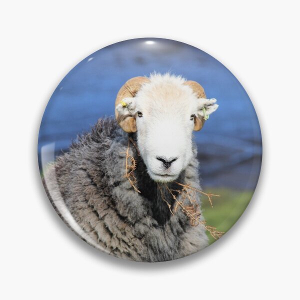 Item preview, Herdwick Sheep  designed and sold by AnneMcNaughton.