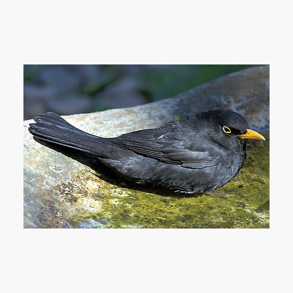 Item preview, Blackbird Resting in a Birdbath designed and sold by Carole-Anne.