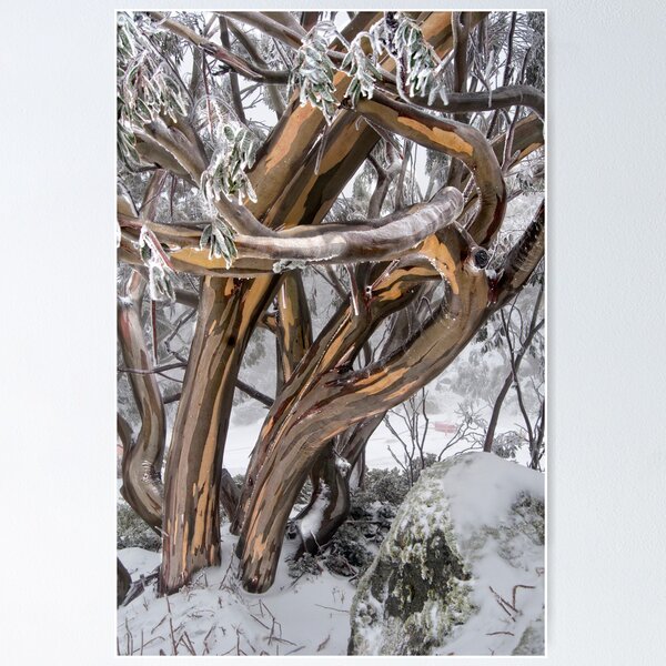 Item preview, Australian Snow Gums designed and sold by Ozjanette90.