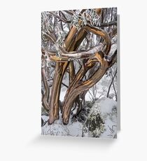 Australian Snow Gums Greeting Card