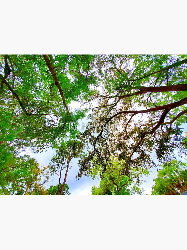 Thumbnail 3 of 3, Poster, Springtime Tree Canopy designed and sold by IgniteWithin.