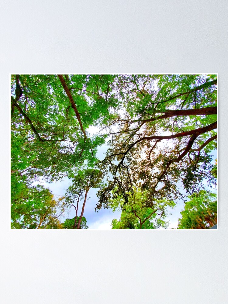 Thumbnail 1 of 3, Poster, Springtime Tree Canopy designed and sold by IgniteWithin.