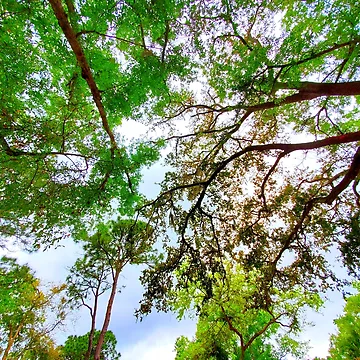 Artwork thumbnail, Springtime Tree Canopy by IgniteWithin