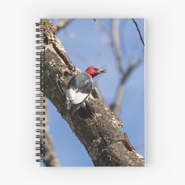 Item preview, Red-headed Woodpecker 2015-1 designed and sold by Thomasyoung.