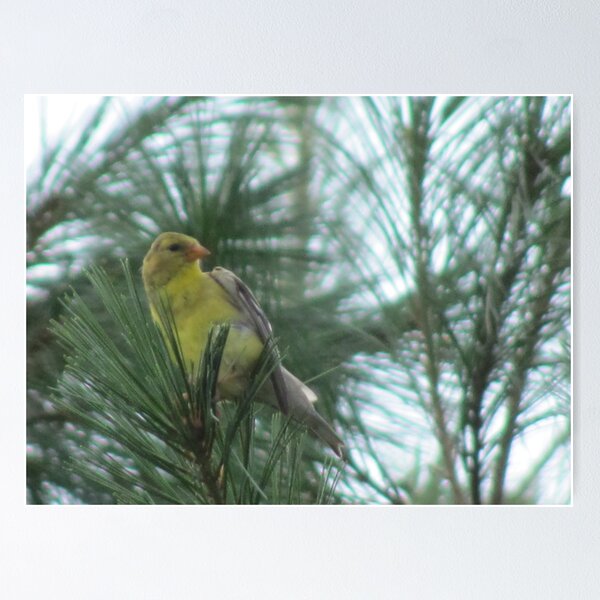 Item preview, Finch in Pines designed and sold by complaincan.