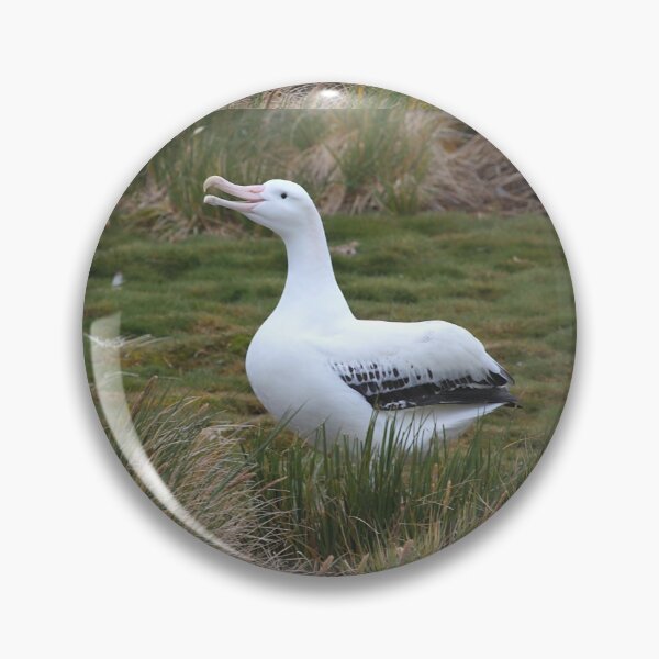 Item preview, Wandering Albatross Calling to its Mate designed and sold by Carole-Anne.