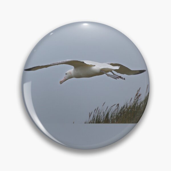 Item preview, Wandering Albatross Taking Off designed and sold by Carole-Anne.