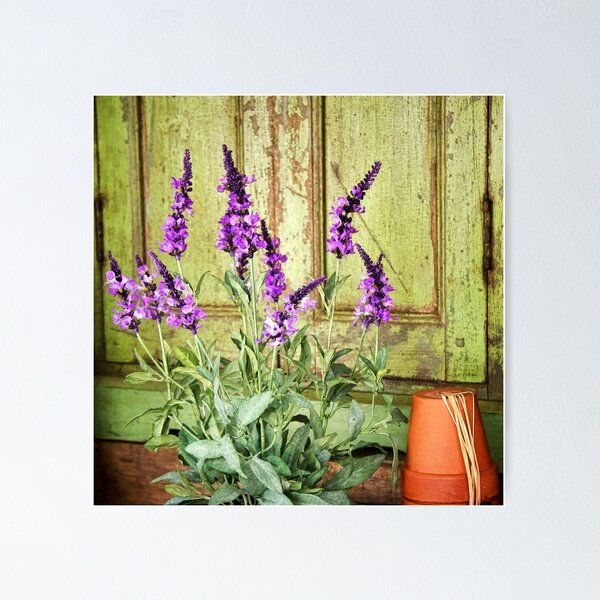 Item preview, Shop Window Display ~ Lyme Regis designed and sold by Dorset Girl.