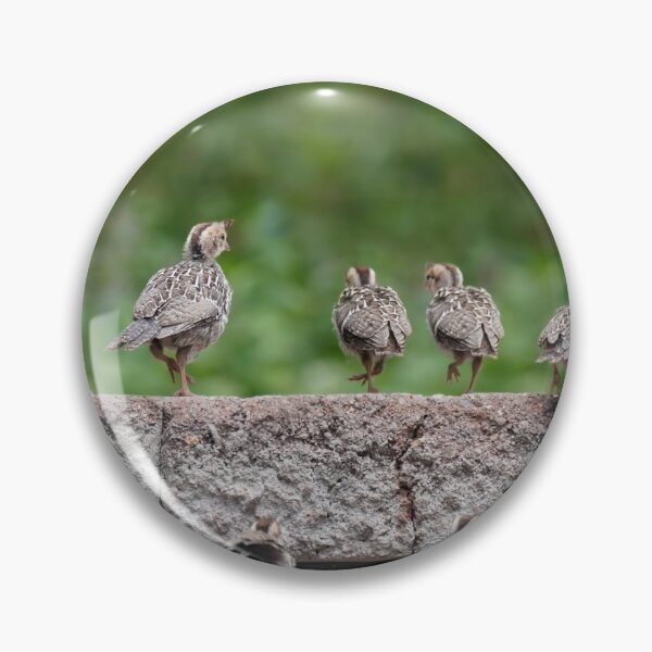 Item preview, A Quail Family Outing designed and sold by MomentofPercep.