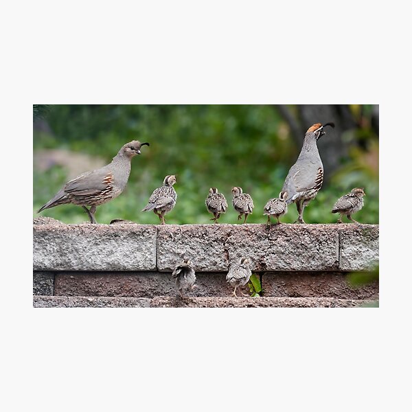 Item preview, A Quail Family Outing designed and sold by MomentofPercep.