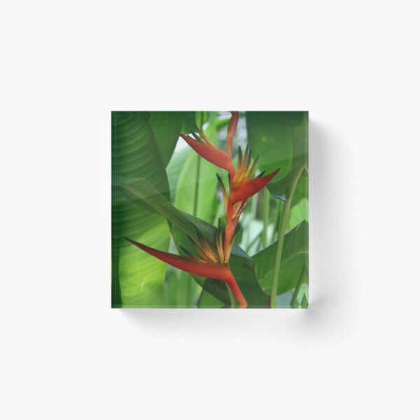 Item preview, Paradise designed and sold by coffeebean.