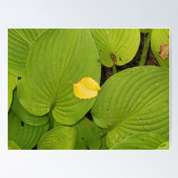 Item preview, Plantaciones de Ithaca VII designed and sold by smoocherz1.