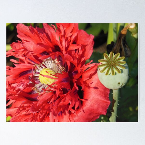 Item preview, Plantaciones de Ithaca VIII designed and sold by smoocherz1.