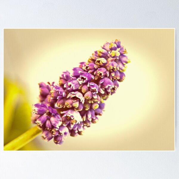 Item preview, Vintage Muscari designed and sold by Caitlyn Grasso.
