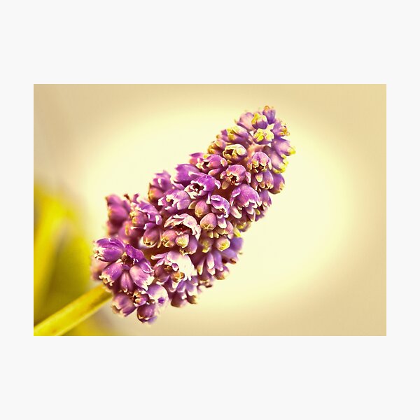 Artikelvorschau, Vintage Muscari entworfen und verkauft von Caitlyn Grasso.