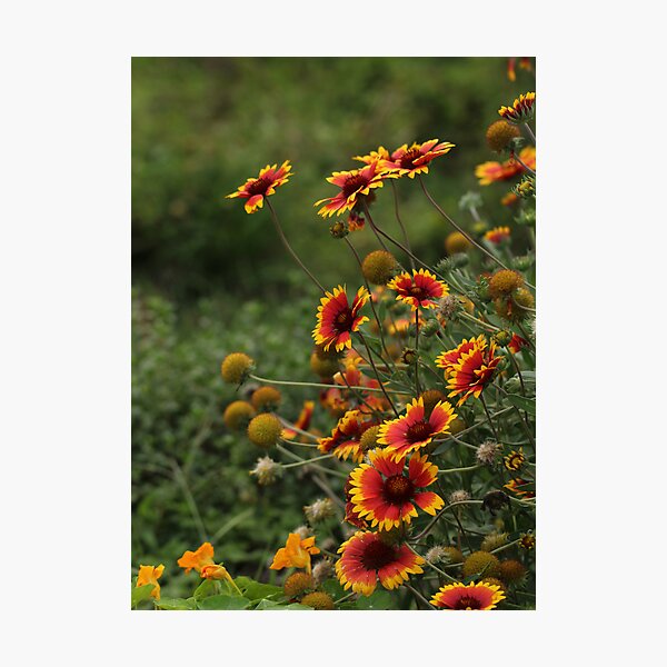 Field of Gaillardia Photographic Print