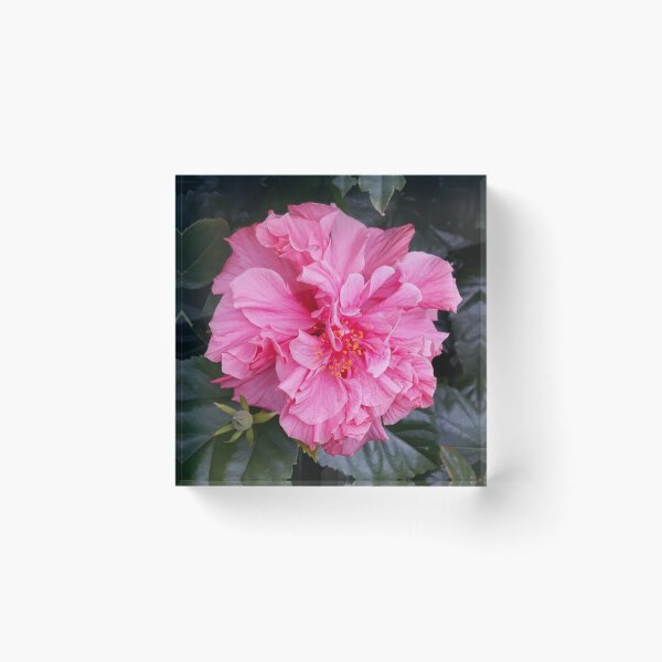 Artikelvorschau, Rosa Schönheit - Foto entworfen und verkauft von createdbysigi.