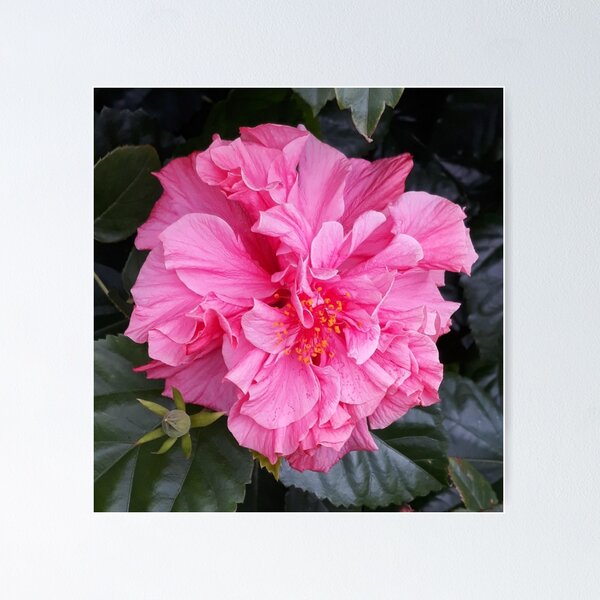 Item preview, Belleza rosada - foto designed and sold by createdbysigi.
