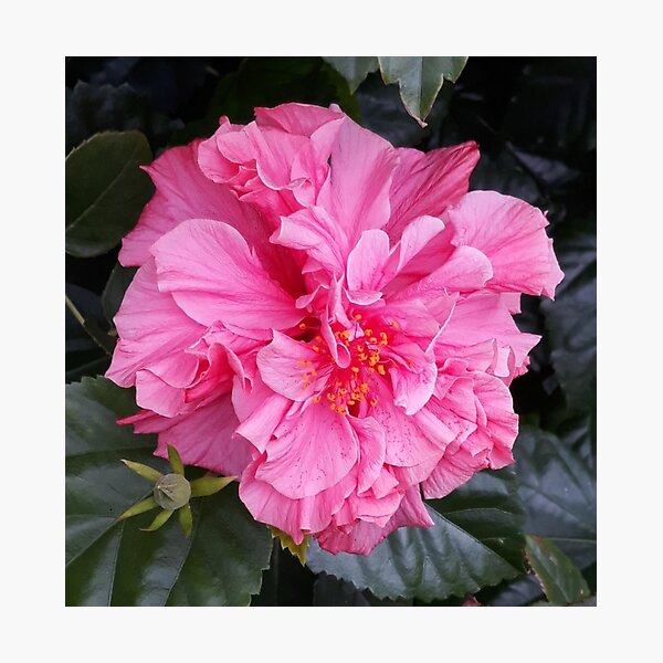 Aperçu de l'œuvre Beauté rose - photo créée et vendue par createdbysigi.