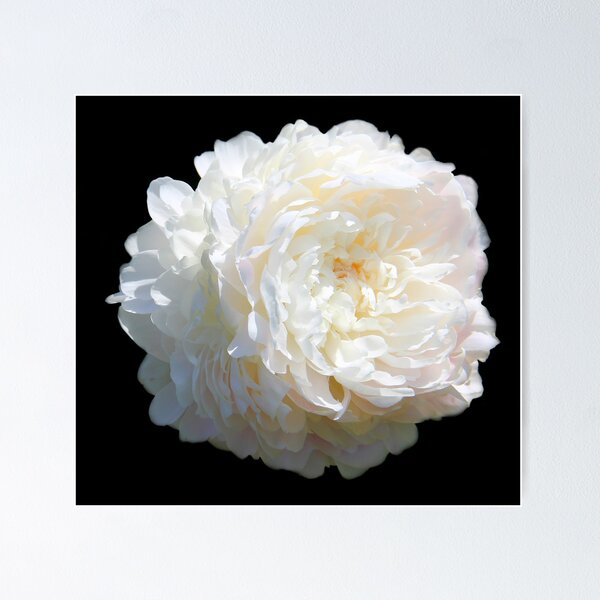 Item preview, Soft Petals designed and sold by vette.