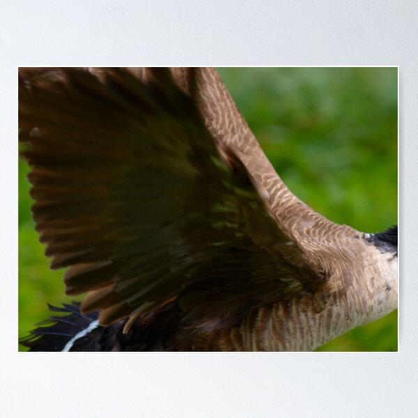 Item preview, Canadian Goose  designed and sold by Ryan Dronsfield.