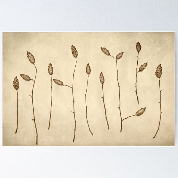 Artikelvorschau, Fir Cones Forest entworfen und verkauft von Paula Belle Flores.