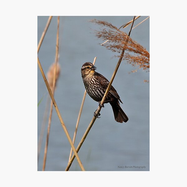 Red-winged Blackbird Photographic Print